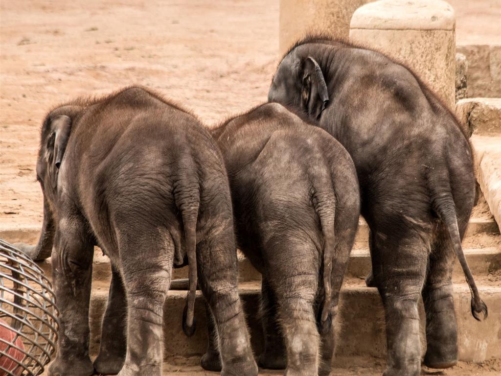 elefanten, klein, tierwelt, groß, wild, gruppe, tier, verspielt, natur, zoo, hinterteil